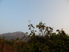 Rivea hypocrateriformis