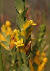 Endonema lateriflora
