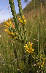 Endonema lateriflora