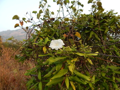 Rivea hypocrateriformis