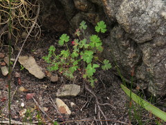 Pelargonium patulum
