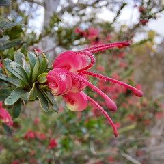 Grevillea baueri