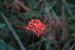Lycoris radiata