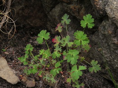 Pelargonium patulum