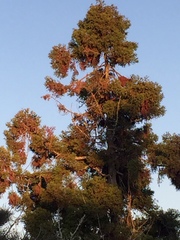 Dacrydium cupressinum