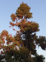 Dacrydium cupressinum