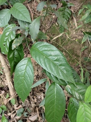 Maesa japonica