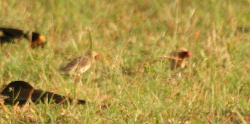 South African Red-billed Quelea