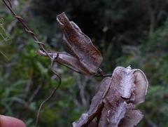 Dioscorea mundii