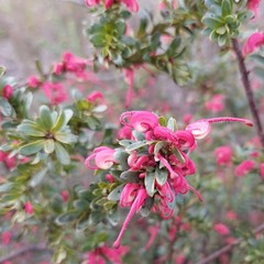 Grevillea baueri