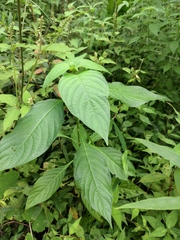 Mussaenda shikokiana