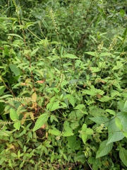 Achyranthes bidentata