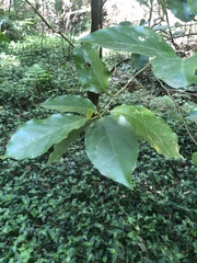 Pennantia cunninghamii