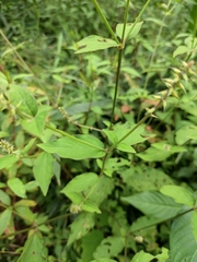 Achyranthes bidentata