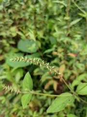 Achyranthes bidentata