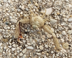 Derilambrus angulifrons