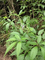 Vitex negundo cannabifolia