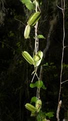 Dioscorea mundii