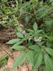 Vitex negundo cannabifolia