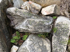 Cheilanthes multifida multifida