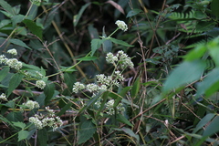 Eupatorium chinense