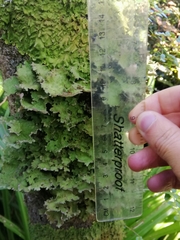 Pseudocyphellaria glabra