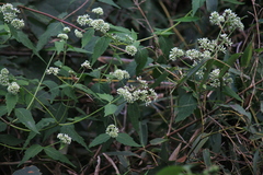 Eupatorium chinense