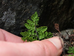 Cheilanthes multifida multifida
