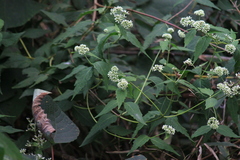 Eupatorium chinense