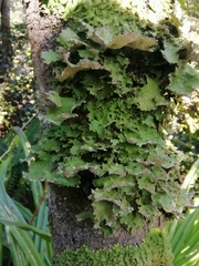Pseudocyphellaria glabra