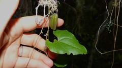 Dioscorea mundii