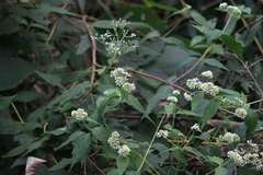 Eupatorium chinense