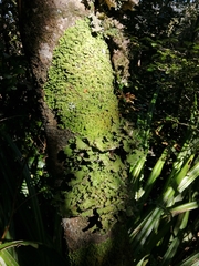 Pseudocyphellaria glabra