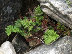 Cheilanthes multifida multifida