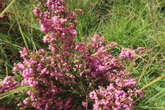 Erica gracilis