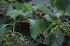 Mussaenda shikokiana