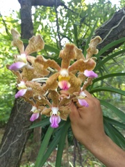 Vanda tessellata