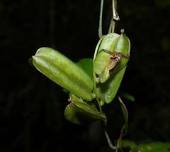 Dioscorea mundii