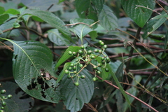 Mussaenda shikokiana