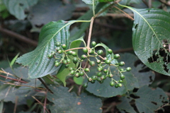 Mussaenda shikokiana