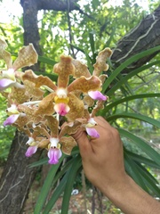 Vanda tessellata