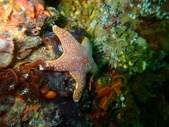 Callopatiria formosa