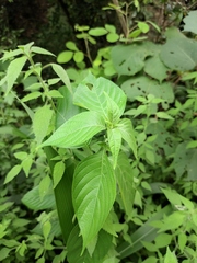 Mussaenda shikokiana