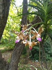 Vanda tessellata