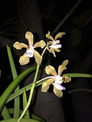 Vanda tessellata