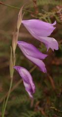 Gladiolus subcaeruleus