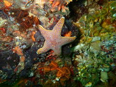 Callopatiria formosa