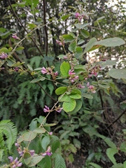 Lespedeza davidii