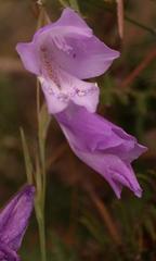 Gladiolus subcaeruleus