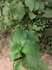 Mussaenda shikokiana